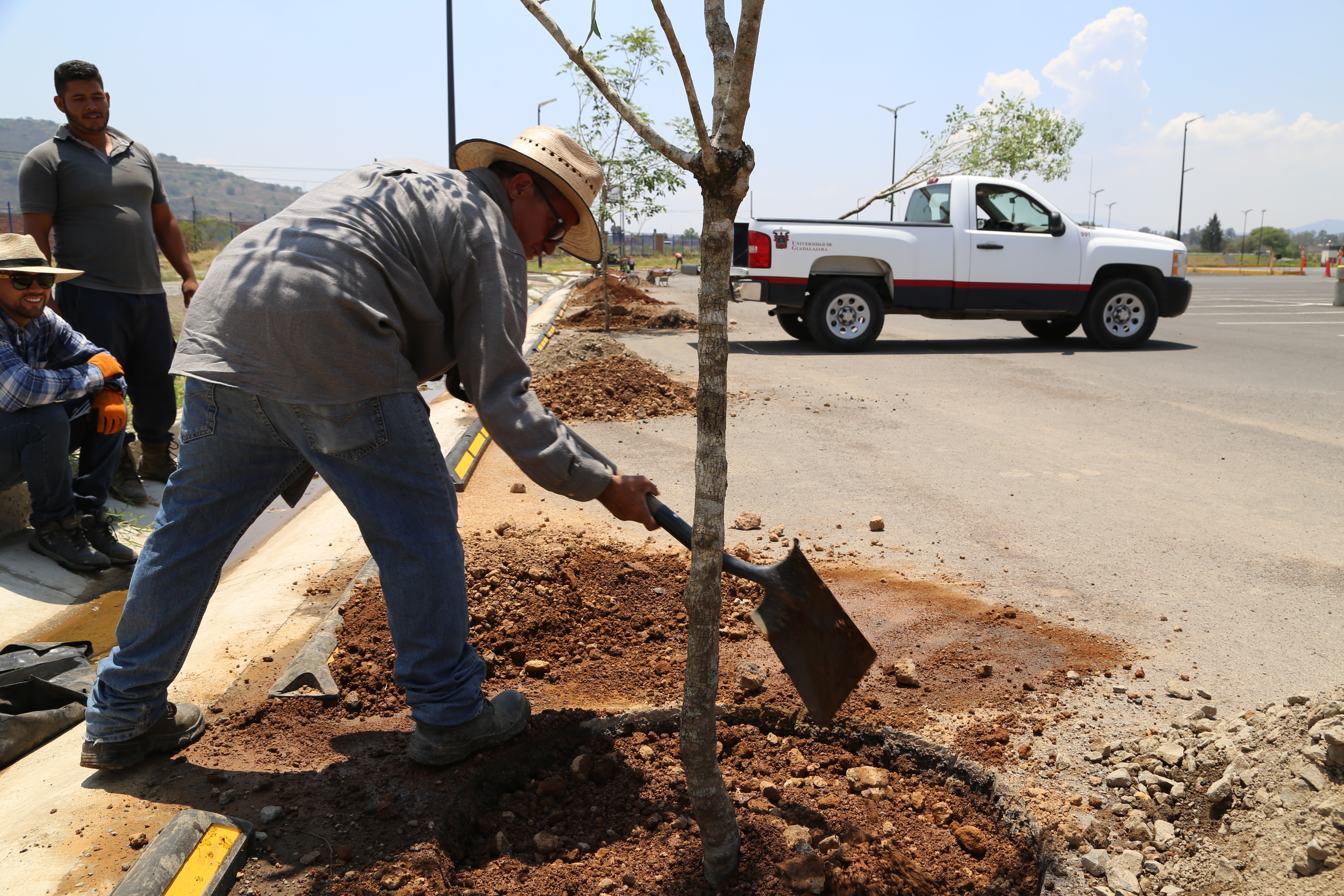 Se plantan 150 Fresnos 