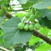 Imagen de planta 