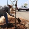 Se plantan 150 Fresnos 